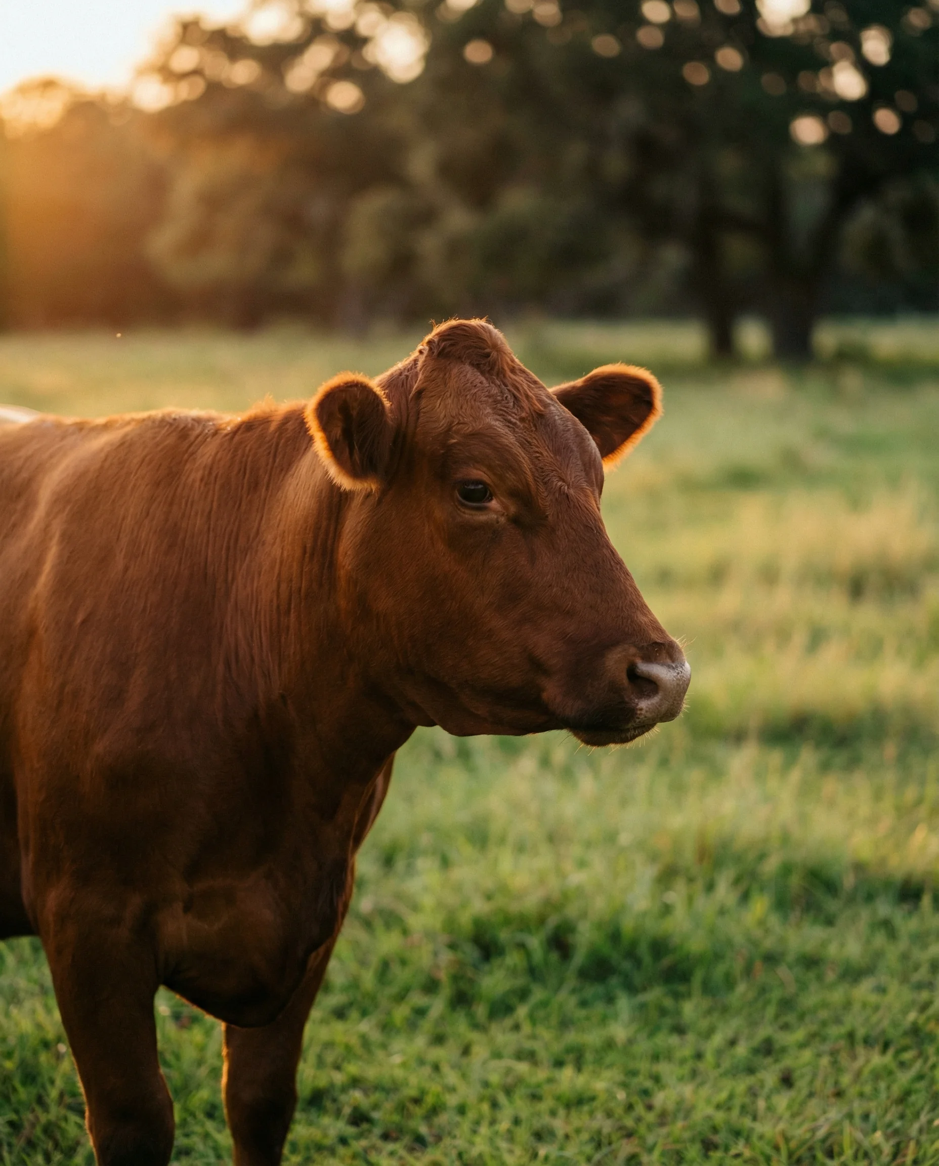 Close portrait of a purebred Akaushi Red Wagyu, rich red coat lit by warm golden light